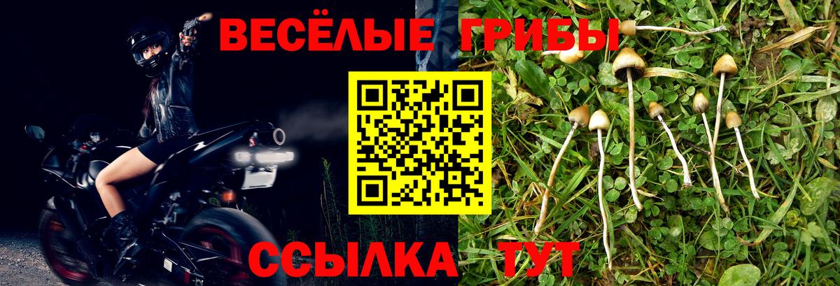 Галлюциногенные грибы Psilocybine cubensis  Канаш 